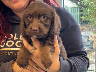 Sproodle dogs - Advert 10