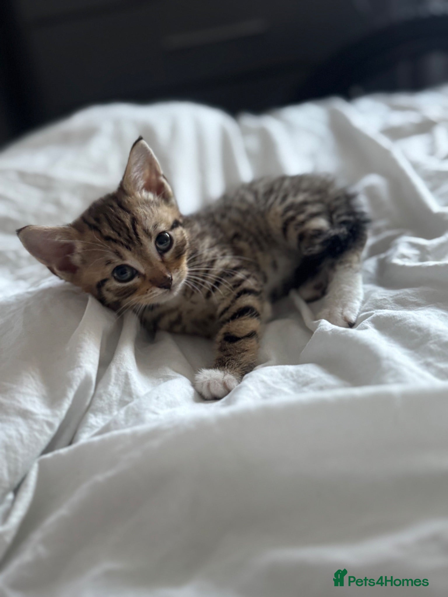 Mixed Breed cats Reduced5 beautiful kittens ready for amazing homes - Advert 4