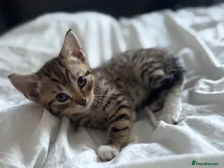 Mixed Breed cats Reduced5 beautiful kittens ready for amazing homes - Advert 4