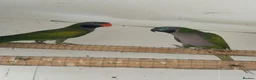 Parakeets birds for sale: Adult Pair Derbyan parrot & yellow Indian Ringneck - Advert 5