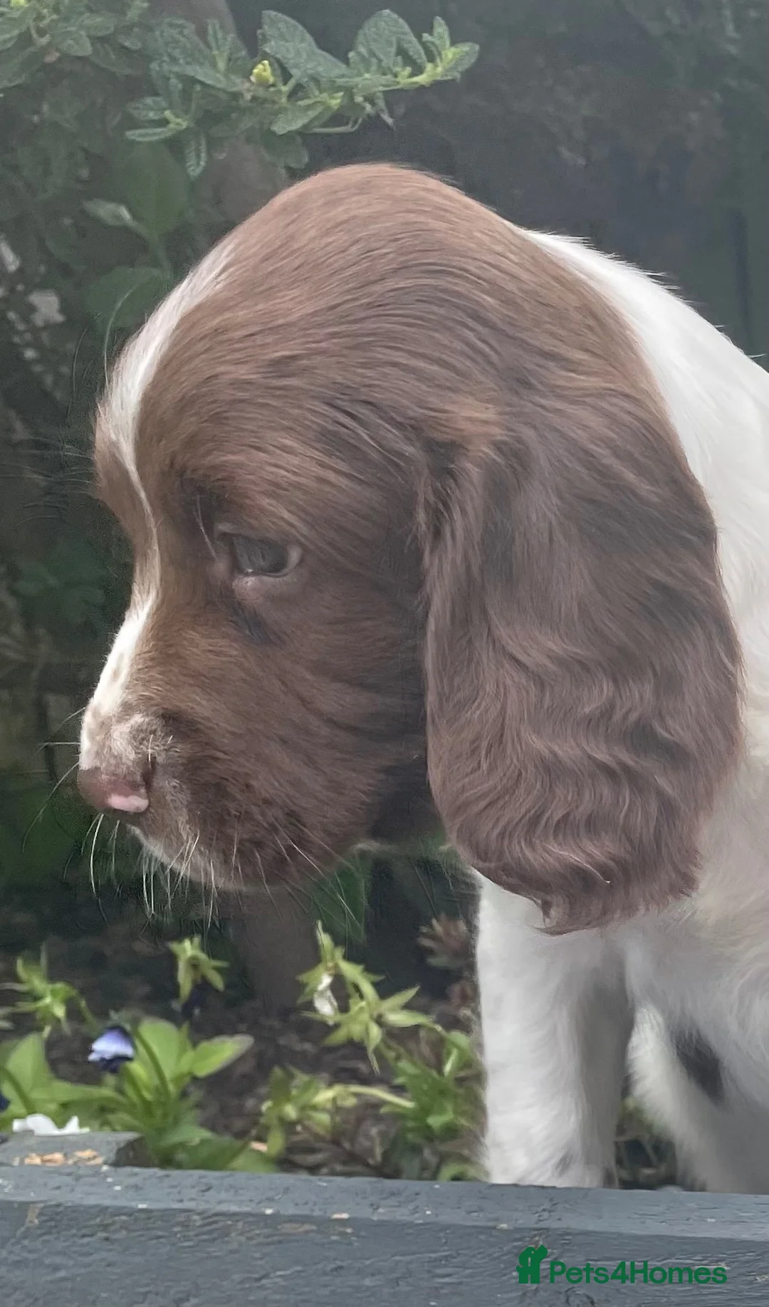 English Springer Spaniel dogs for sale: KCReg Springer Spaniel - Advert 1