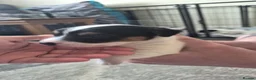 Jack Russell dogs for sale: 4 stunning male jack russell puppies  in Larkhall - Advert 3