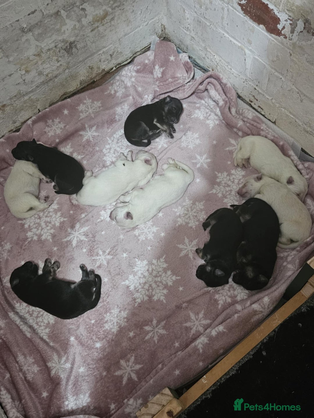 German Shepherd dogs for sale: Mixed litter of white and Black and Tan GSD pups  - Image 3