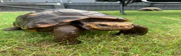 Tortoise reptiles for sale: RED FOOTED TORTOISE MALE 30 YEARS OLD - Advert 5