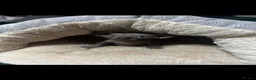 Sphynx cats for sale: Canadian Sphynx kitten  - Advert 6
