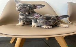 French Bulldog dogs for sale: 💕 READY NOW KC REGISTERED 💕 - Image 1