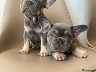 French Bulldog dogs - Advert 4