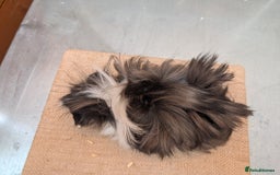 Guinea Pig rodents for sale: Longhaired Guinea Pigs- 2 sows, 1 boar - Image 7