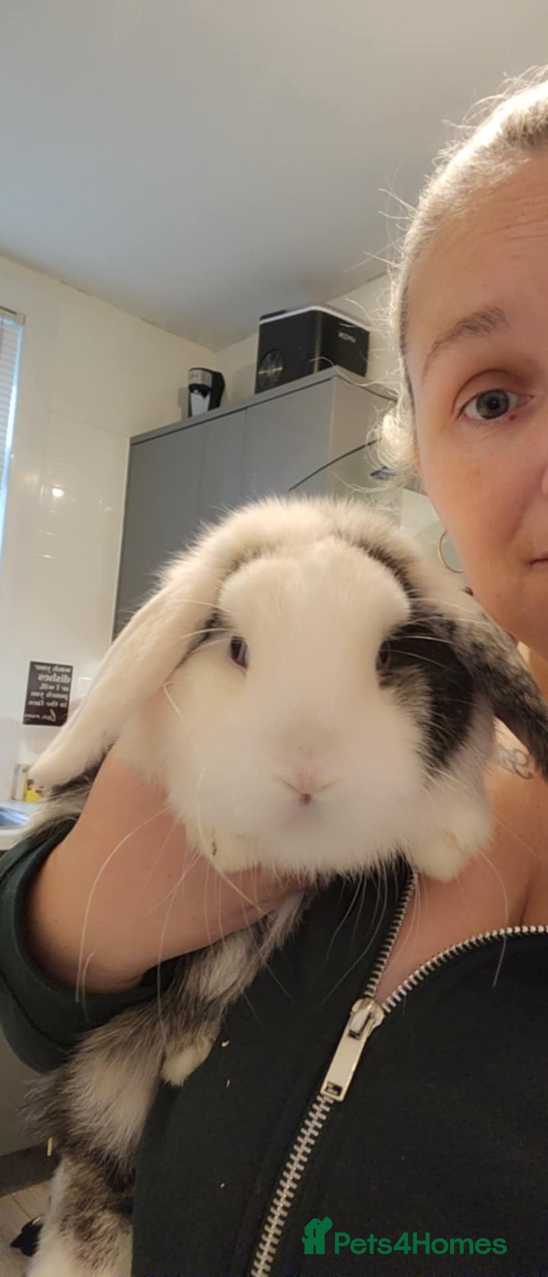 Mini Lop rabbits for sale: Mini lop male (free) - Advert 1