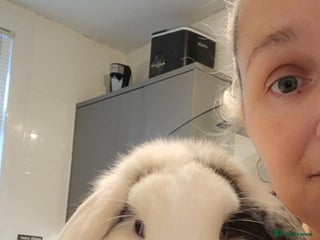 Mini Lop rabbits Mini lop male (free) - Advert 1