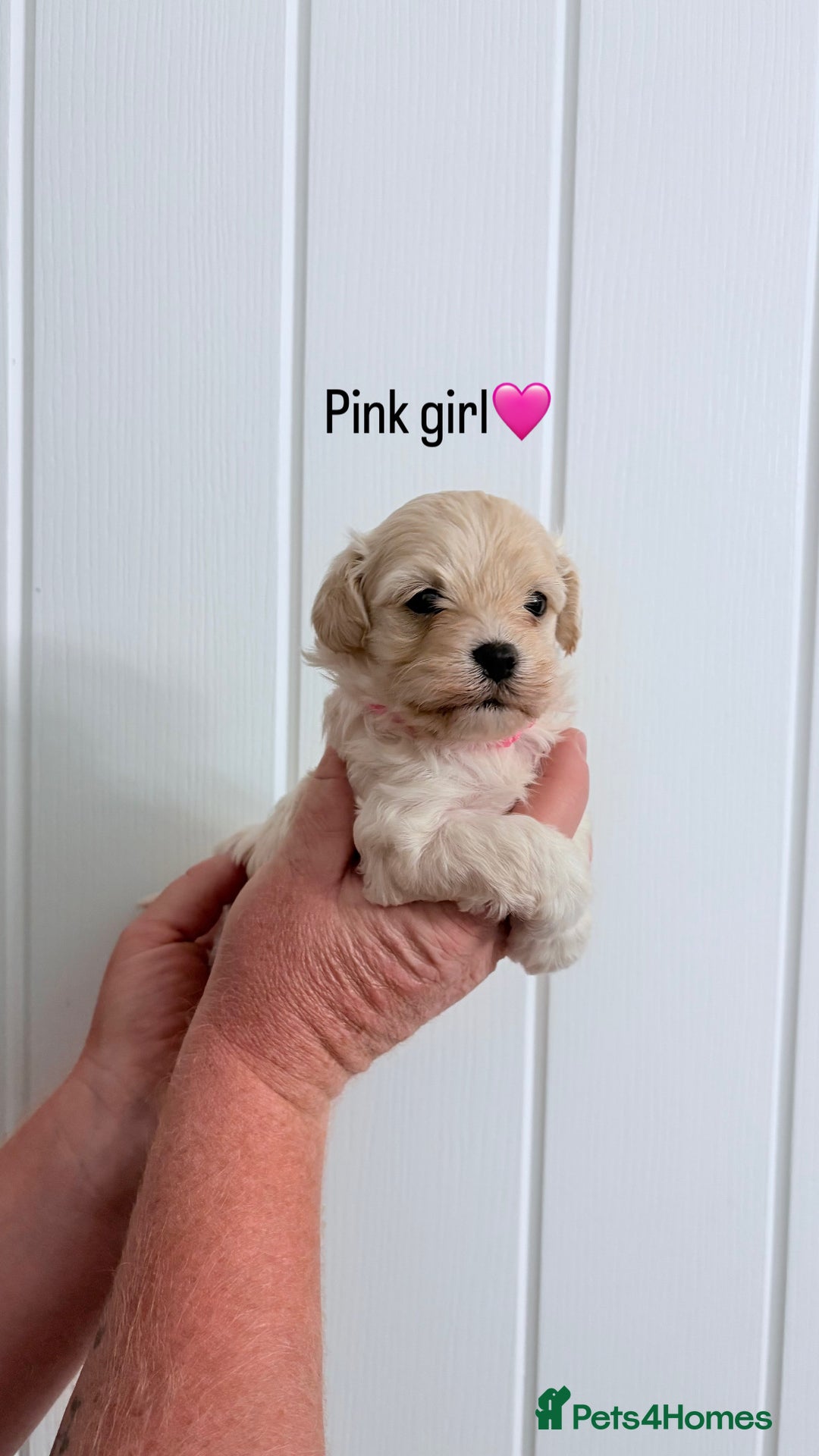 Maltipoo dogs for sale: 4 gorgeous F1 Toy Maltipoo girls 🩷 - Image 5