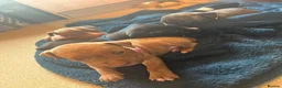 Mixed Breed dogs for sale: 6 puppies for sale, 5 males, 1 female in Dukinfield - Advert 6