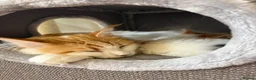 Maine Coon cats for sale: Maine coon kittens  - Advert 2