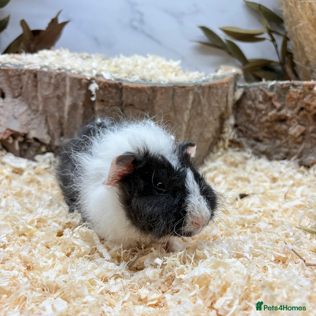 Guinea Pig rodents for sale: Lakeland Guinea Pigs Available 🩵 - Advert 4