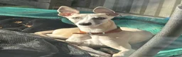 Whippet dogs for sale: Dobby Whippet Pup - Advert 3