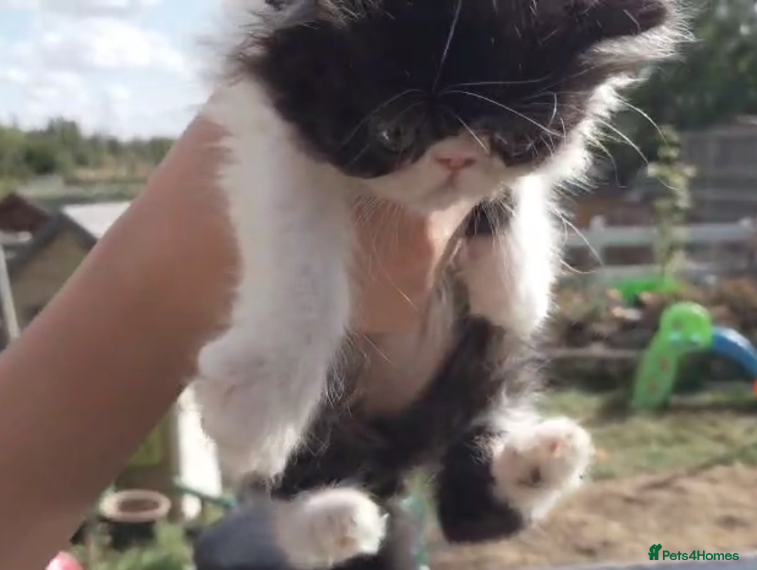 Persian cats for sale: Persian kittens KC Registered with pedigree - Image 10