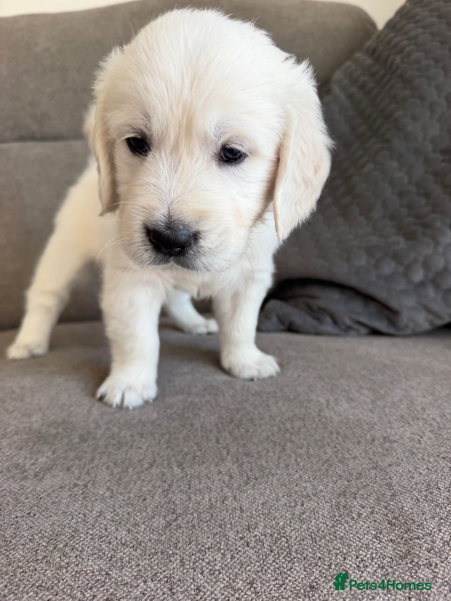 Golden Retriever dogs 1 cream beautiful golden retriever boy left - Advert 6