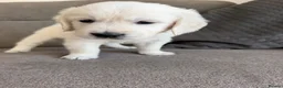 Golden Retriever dogs for sale: 1 cream beautiful golden retriever boy left - Advert 1