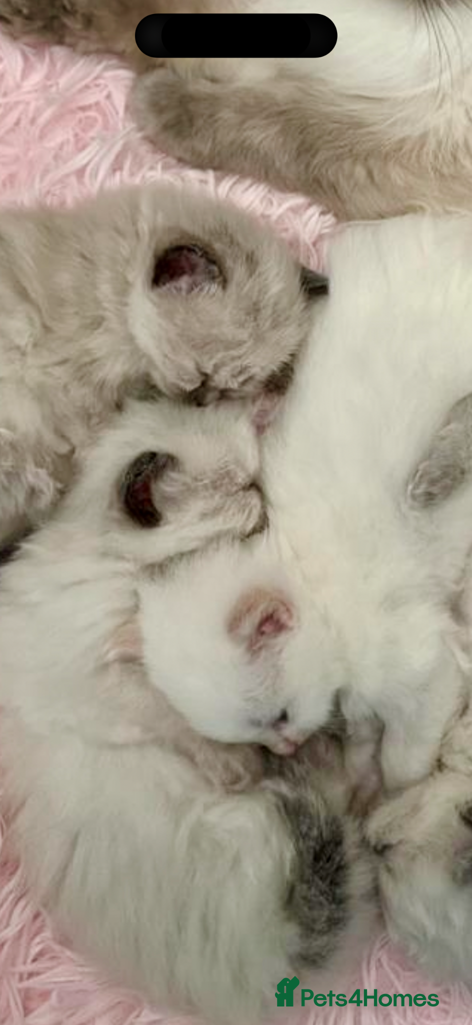 Ragdoll cats 🩷 WAITING LIST NOW OPEN 💜 - Advert 1