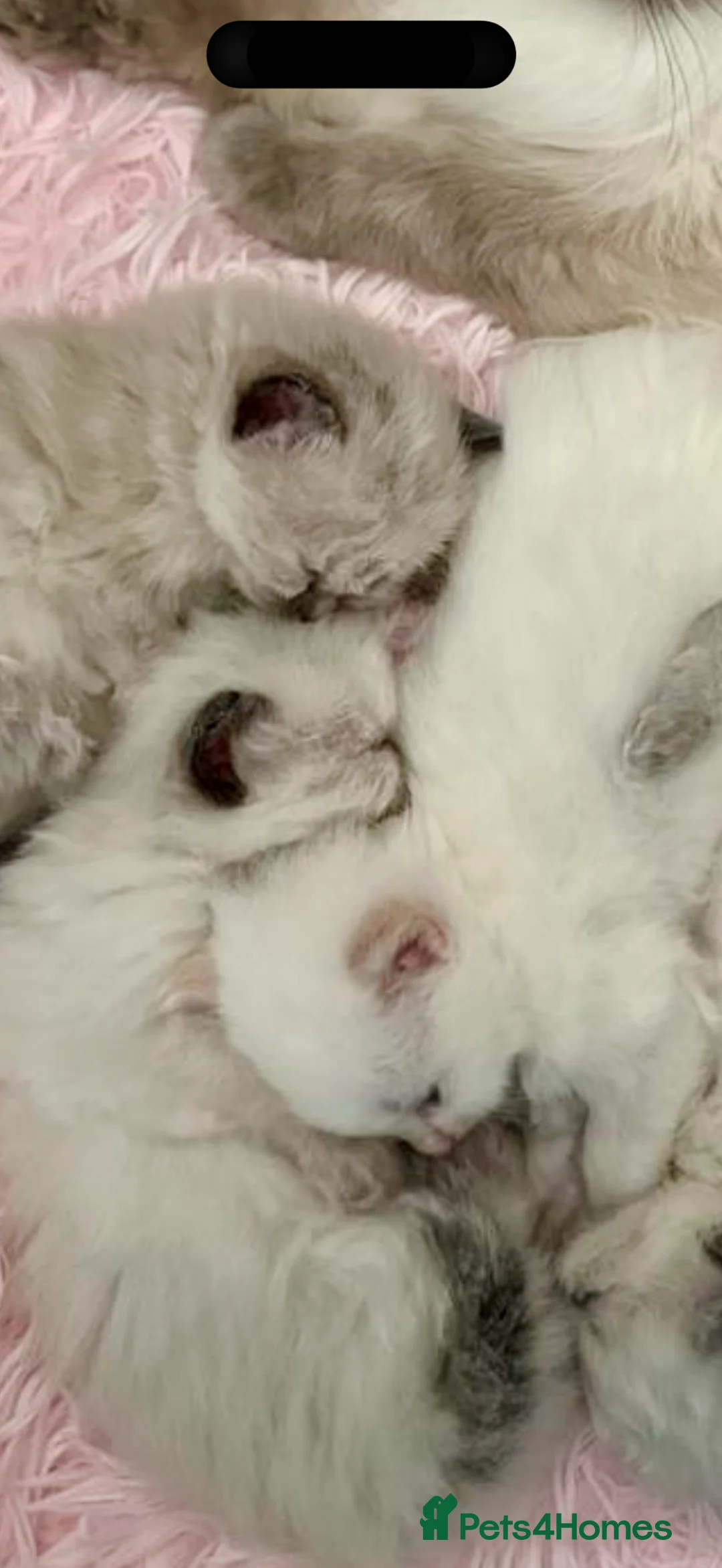 Ragdoll cats for sale: 🩷 WAITING LIST NOW OPEN 💜 - Advert 1