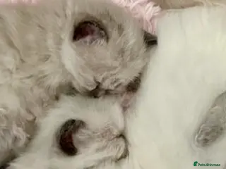 Ragdoll cats 🩷 WAITING LIST NOW OPEN 💜 - Advert 13