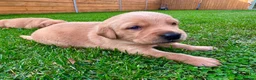 Goldador dogs for sale: Beautiful Golden Goldador Babies 🐾🐾🐾 - Advert 19