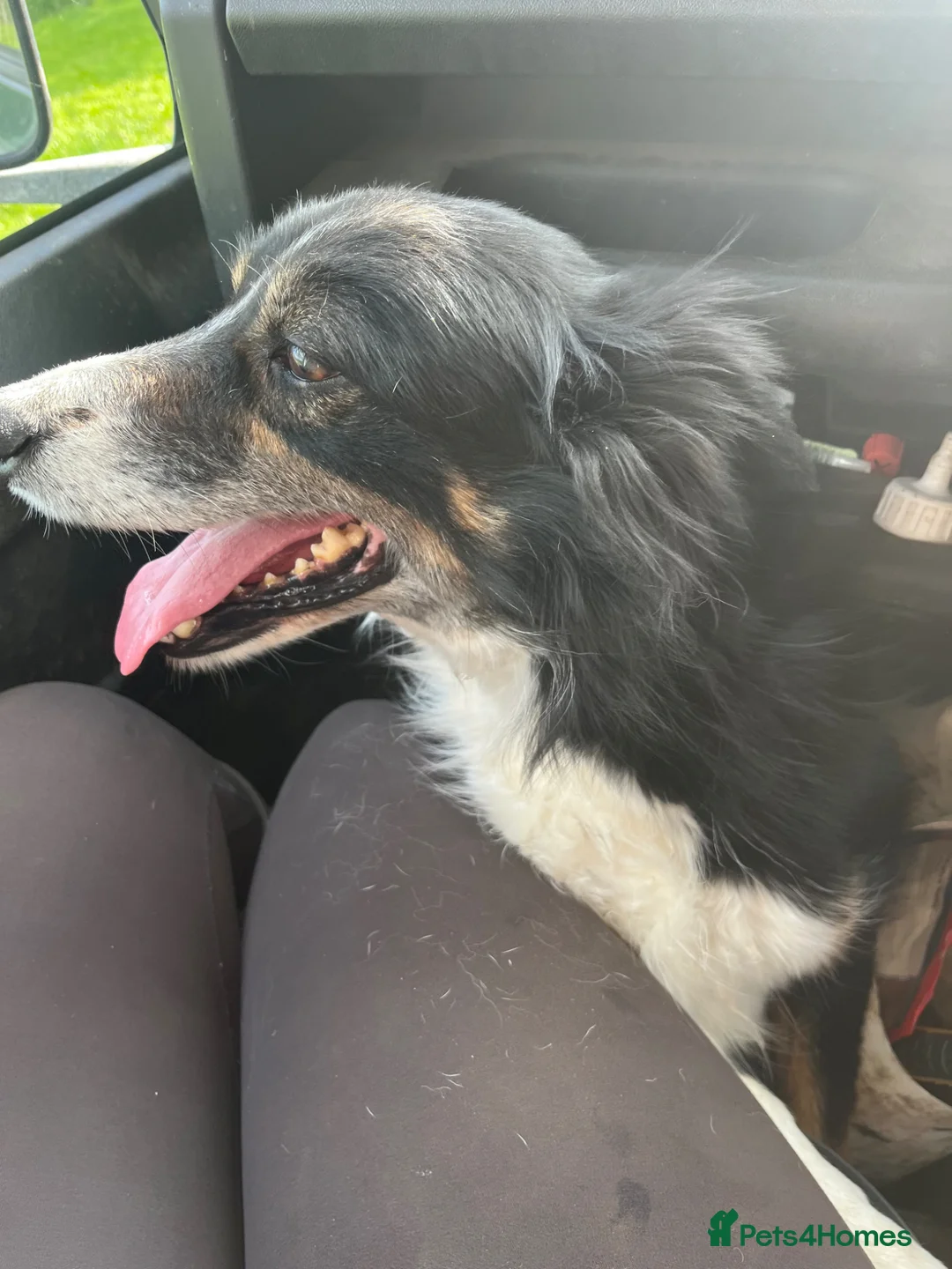 Border Collie dogs for sale: 3 Collie Pups *ready to go* - Advert 6