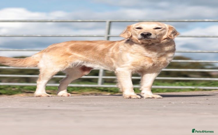 Golden Retriever dogs - Advert 1