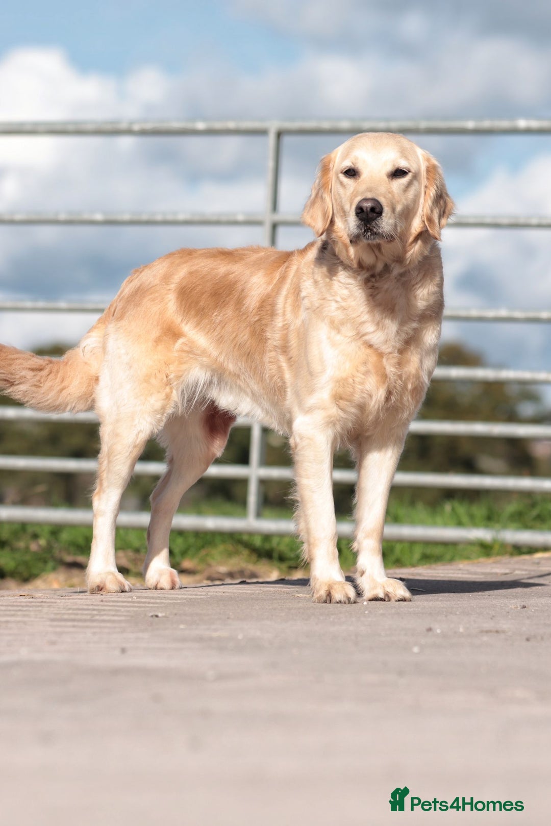 Golden Retriever dogs for sale: Heartbreaking Sale – Our Beloved Golden Retriever - Image 1