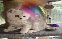 British Shorthair cats for sale: BSH quality Silvers - Advert 1