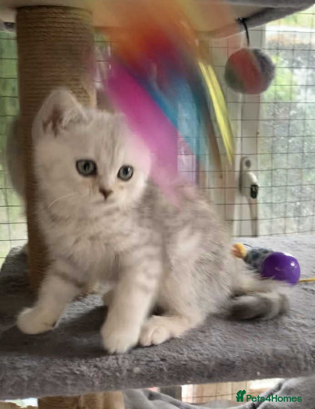 British Shorthair cats for sale: BSH quality Silvers - Advert 1