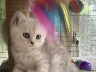 British Shorthair cats - Advert 9