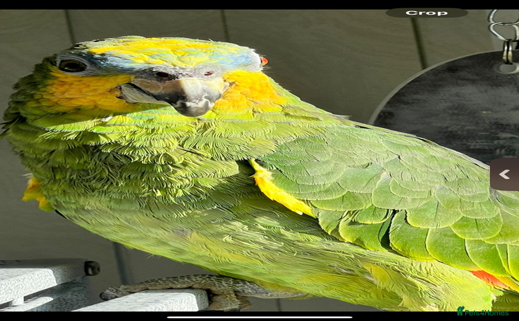 Parrots birds - Advert 2