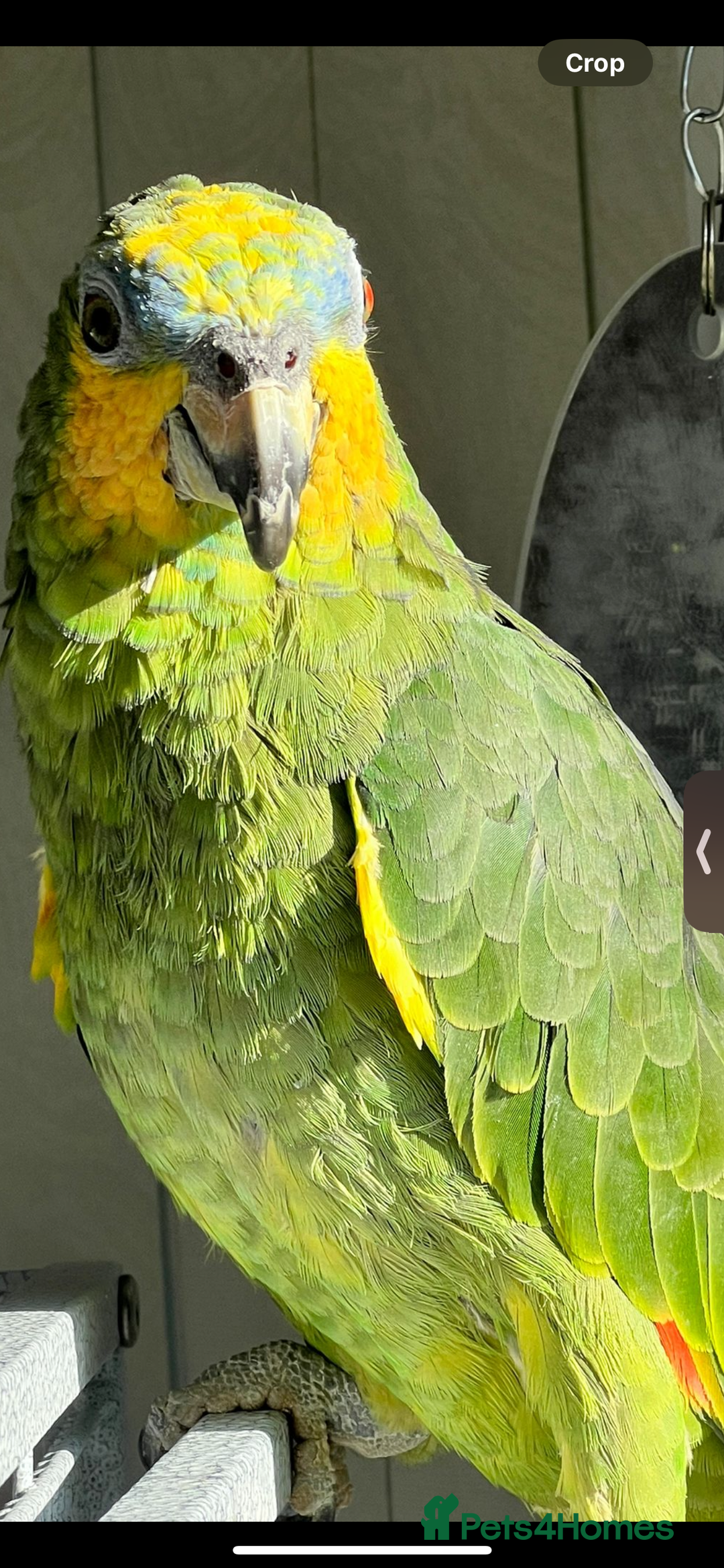 Parrots birds for sale: Orange Winged Amazon Parrot  - Image 1