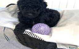 Standard Poodle dogs for sale: Phantom poodles - Image 2
