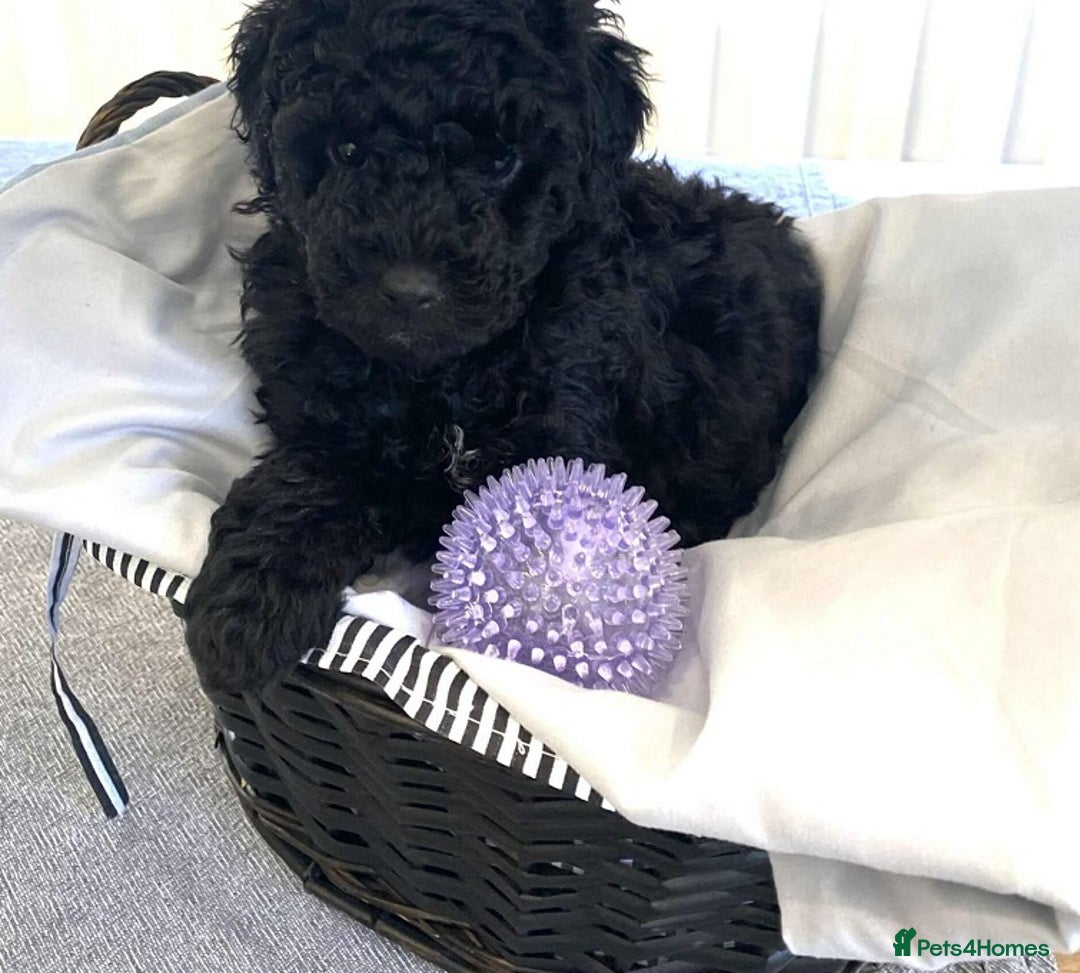 Standard Poodle dogs for sale: Phantom poodles - Image 2