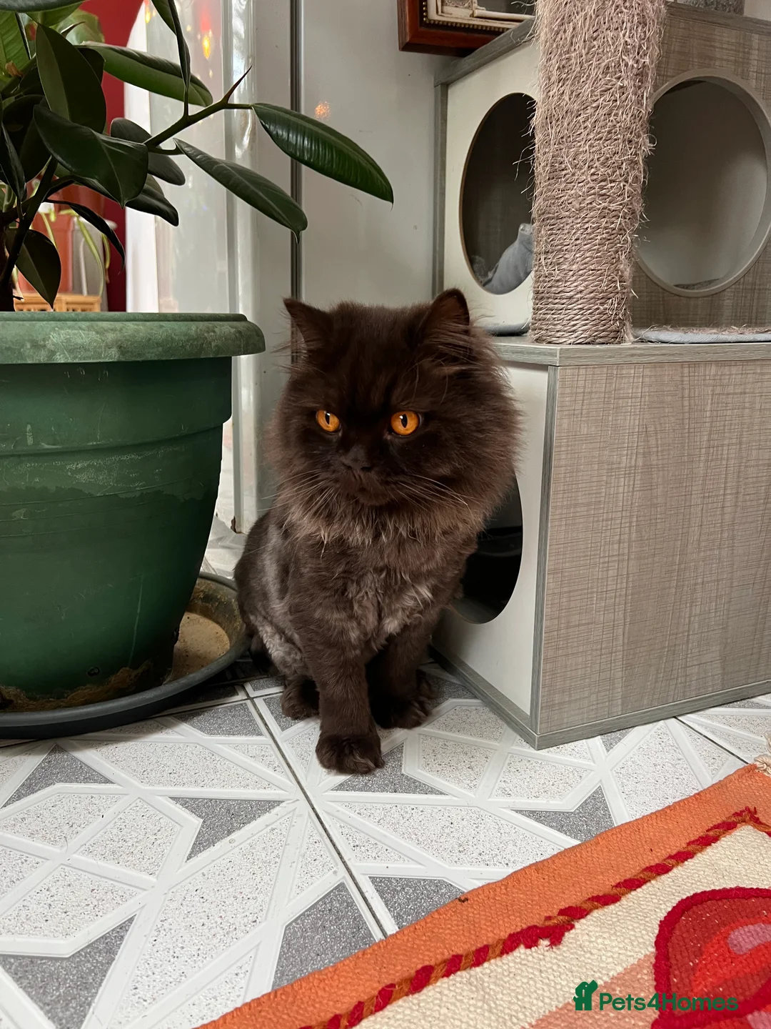 British Longhair cats for sale: The Cutest Playful Cats - Advert 7