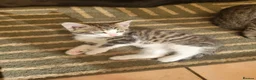 Mixed Breed cats for sale: Gorgeous male kittens - Advert 6