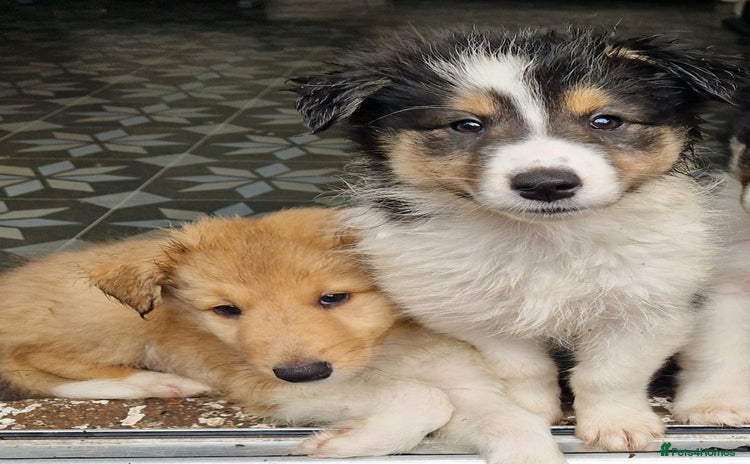Mixed Breed dogs - Advert 1