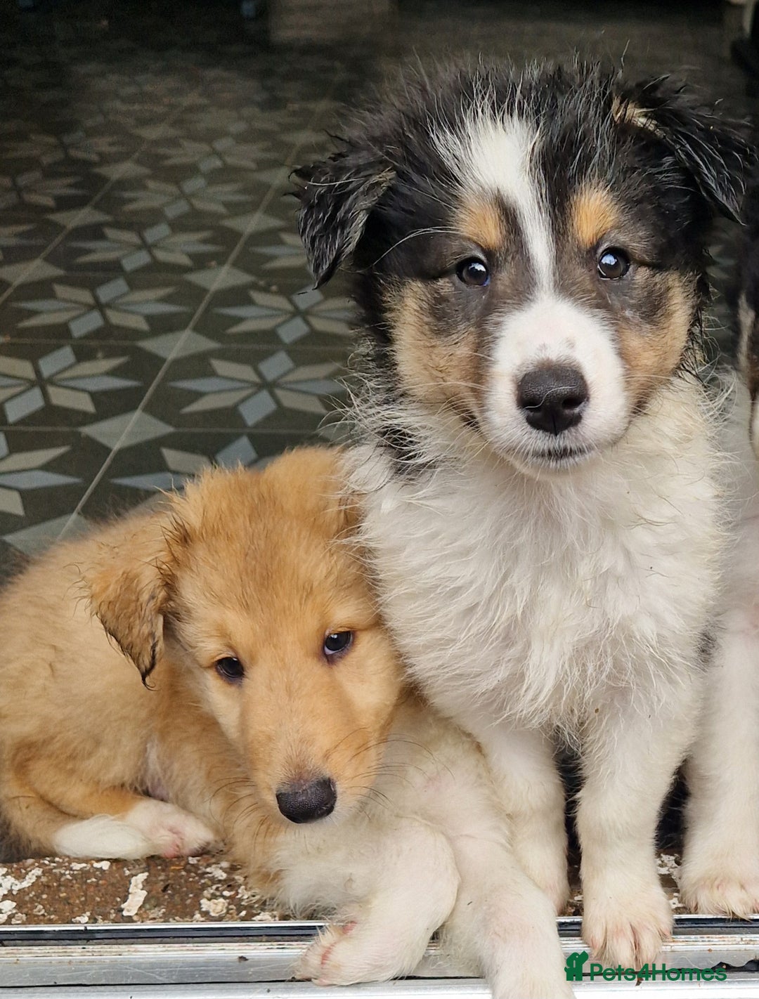 Mixed Breed dogs for sale: Beautiful three quarter Rough collie puppies  - Image 8
