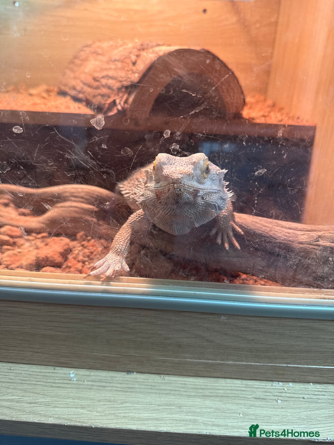 Bearded Dragon reptiles for sale: bearded dragon - Image 2