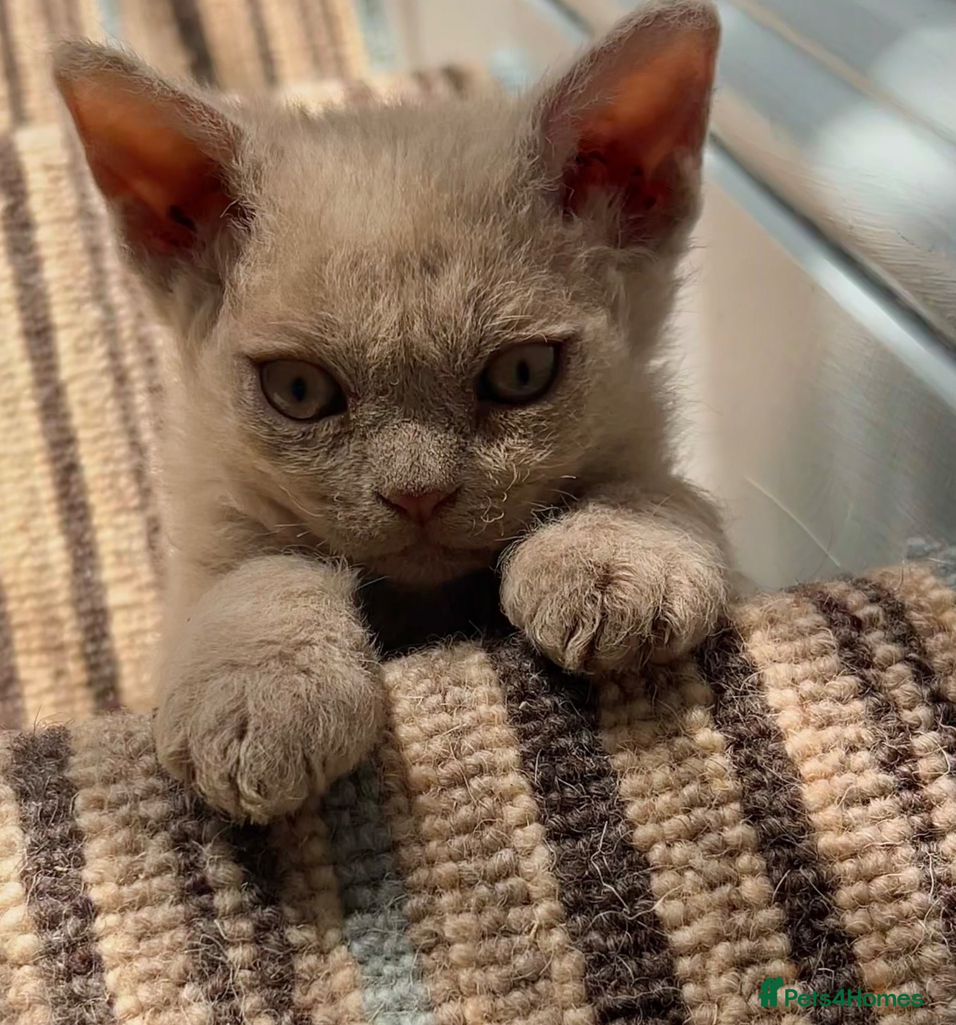 Selkirk Rex cats Selkirk rex kittens 3 boys 😺 - Advert 1