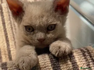 Selkirk Rex cats Selkirk rex kittens 3 boys 😺 - Advert 2