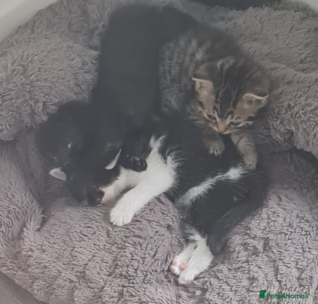 Brazilian Shorthair cats for sale: British shorthair Cross kittens - Image 13