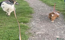Mixed Breed dogs for adoption: Ornella  - Image 6