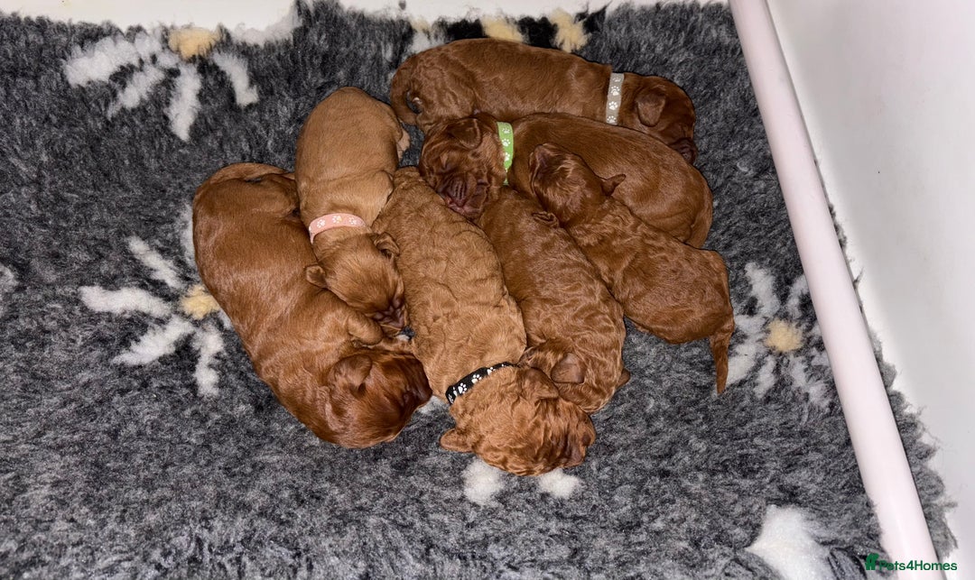 Cockapoo dogs for sale: F1b Cockapoo  - Advert 4