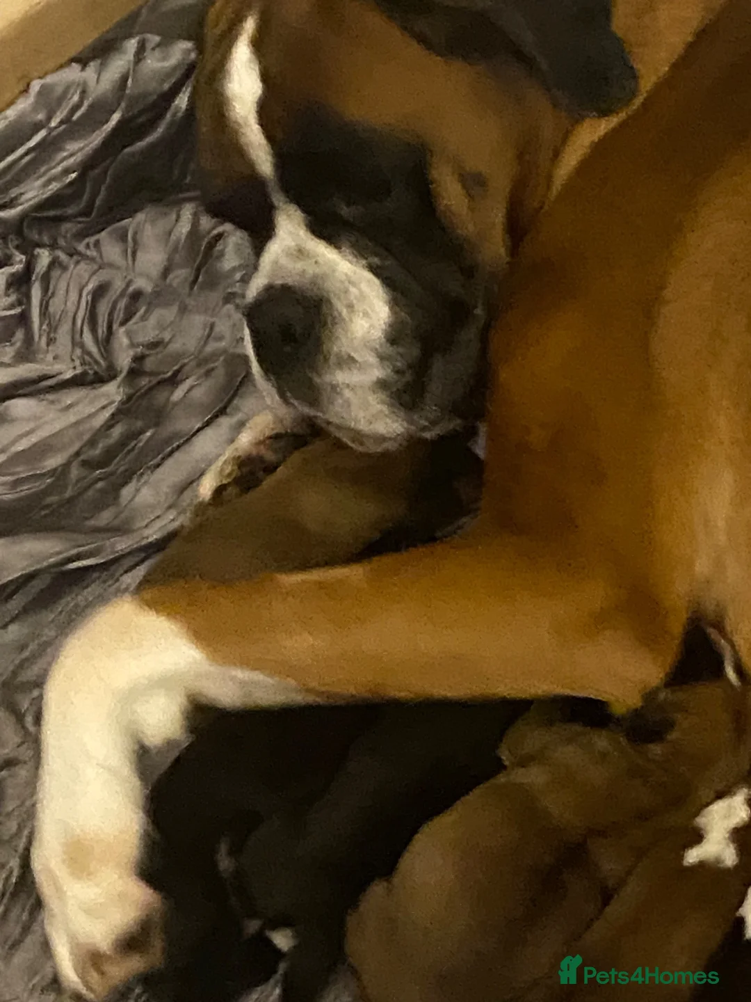 Boxer dogs for sale: Kc reg boxer pups bobtail and full tail  - Advert 1