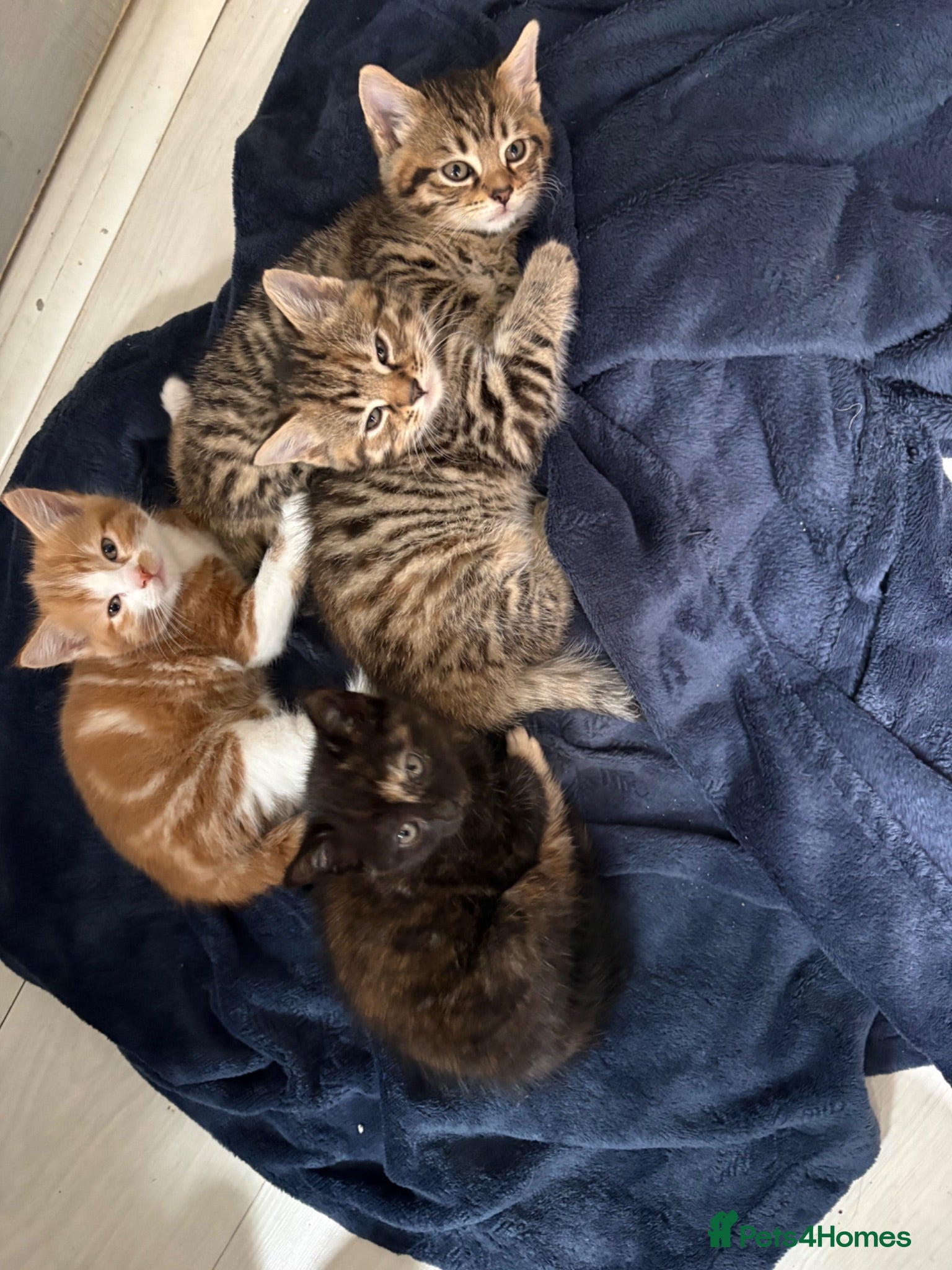 Mixed Breed cats Kitten ready to find homes  - Advert 1