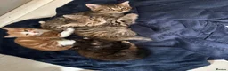 Mixed Breed cats for sale: Kitten ready to find homes  in Derby - Advert 1