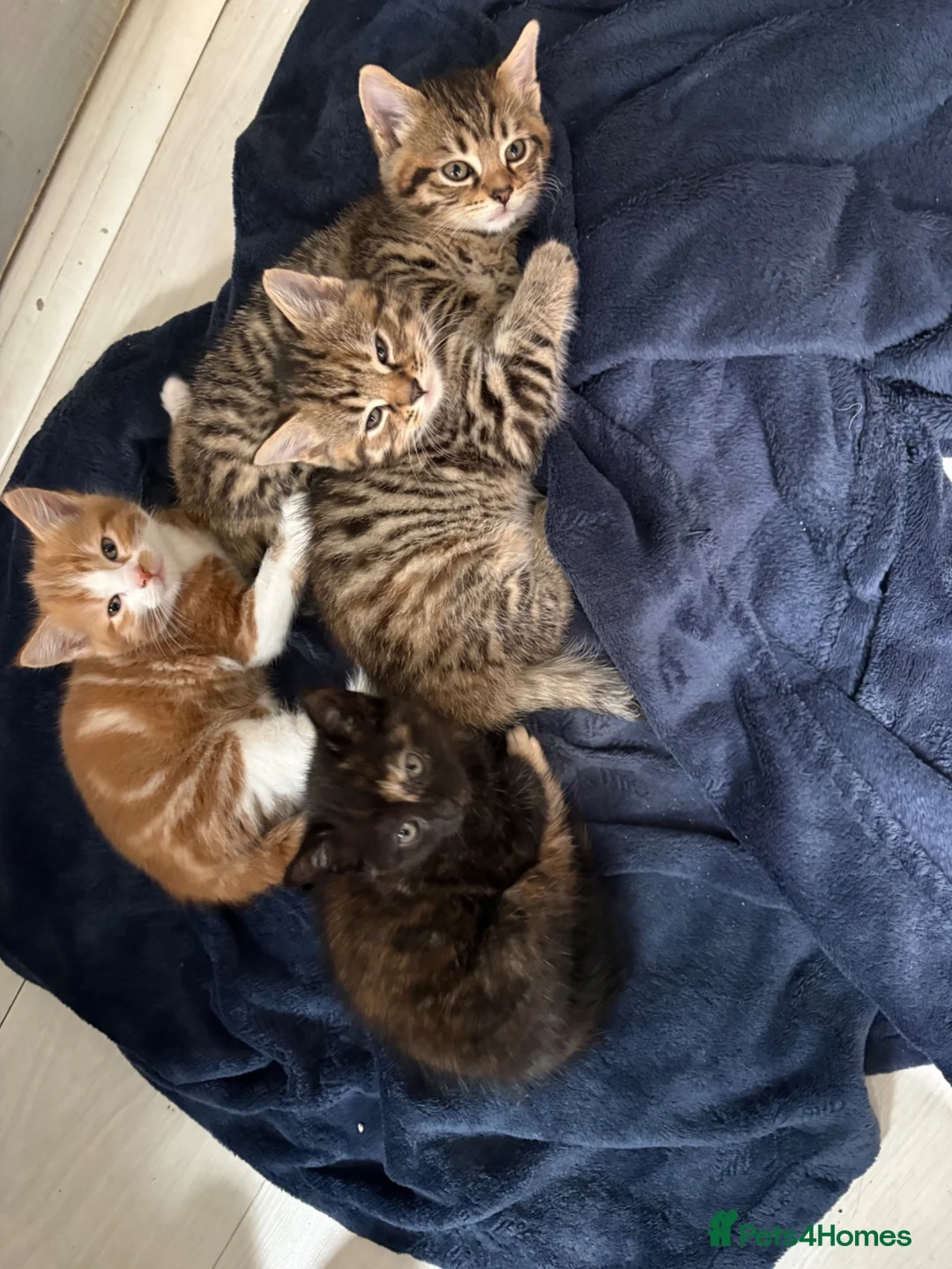 Mixed Breed cats for sale: Kitten ready to find homes  in Derby - Advert 1